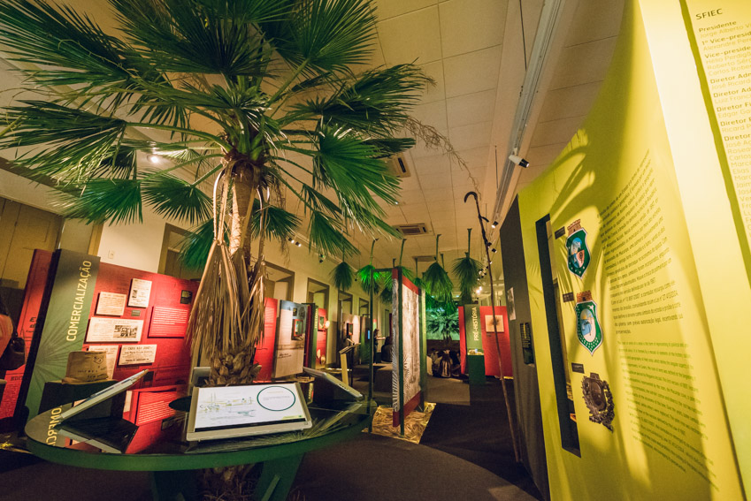 Últimos dias para visitar a exposição “Carnaúba - Árvore da vida” no Museu da Indústria